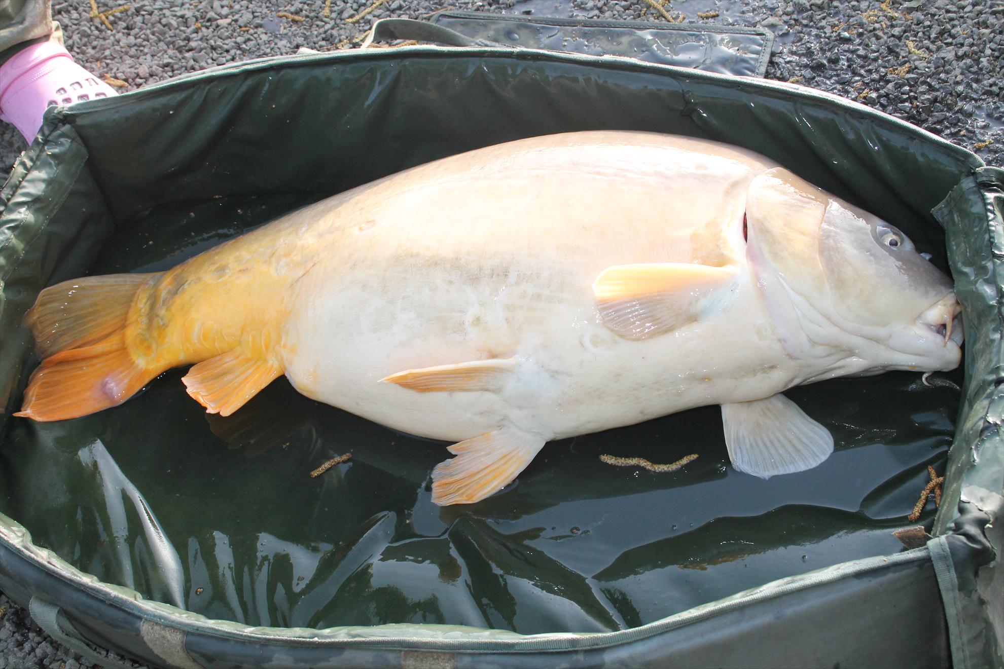 My new passion...3 - nagykallo-aprilie2013-409.JPG